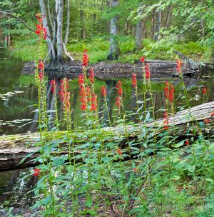 df476-cardinal-flowers-at-adder-pond-outlet-pan-4