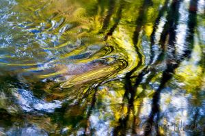 df500ac-reflections-in-the-blackwater-river