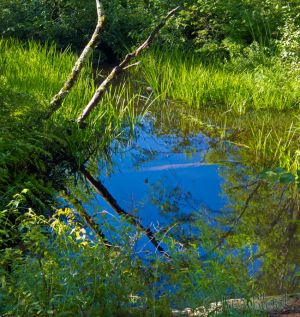df503-wetland-along-the-rail-trail-pan-3