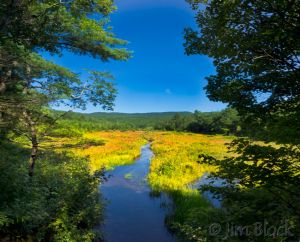 df509-sucker-brook-wetlands-pan-3