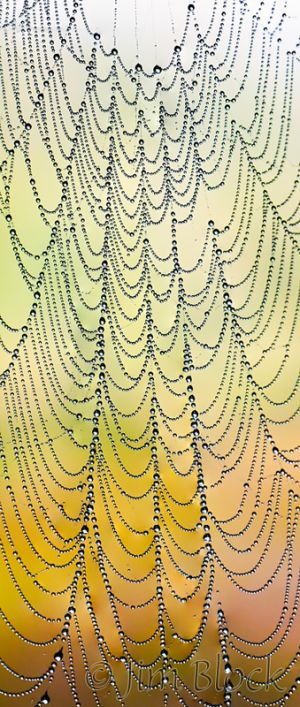 df625-spider-web-at-sucker-brook-crop