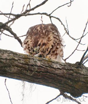 DH154F-Red-tailed-Hawk-with-mouse-.jpg