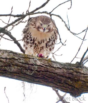 DH155N-Red-tailed-Hawk-with-mouse.jpg