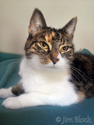 DH003N-Gatinha-with-iPhone.jpg