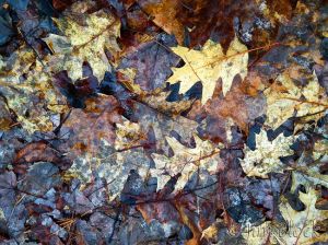 DH228-Wet-Leaves-near-Goose-Pond.jpg