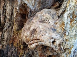 DH243-Face-in-the-Tree---.jpg