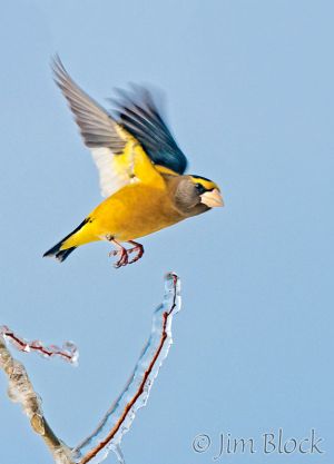DH585--Evening-Grosbeak-Flying-for-card.jpg