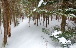 DH965-Forest-at-shore-of-Lake-Solitude--Pan-(2).jpg