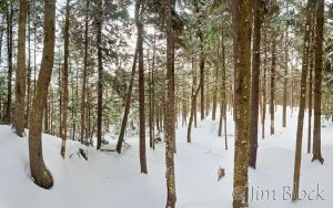 DH968-Forest-near-Lake-Solitude--Pan-(5).jpg