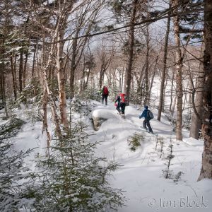DH982--Hiking-the-Ridgeline-Forest--Pan-(6)-.jpg