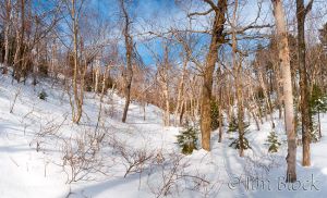 DI009--Birch-Grove-along-the-Ridgeline--Pan-(9).jpg