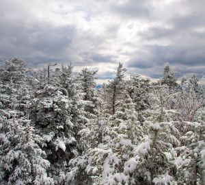 CW562-Snow-covered-trees-on-Smarts--Pan-(2).jpg