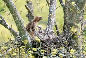 DI176A-Red-tailed-with-chicks-.jpg
