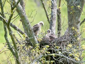 DI176B,177M-Pair-of-Red-tailed-Hawk-Chicks-on-Nest.jpg