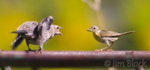 BD238-Common-Yellowthroat-with-juvenile-Brown-headed-Cowbird.jpg