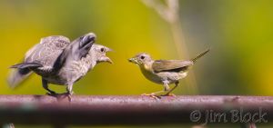BD241-Common-Yellowthroat-with-juvenile-Brown-headed-Cowbird.jpg