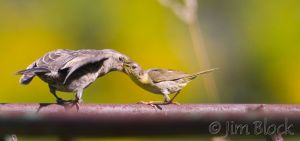 BD242-Common-Yellowthroat-with-juvenile-Brown-headed-Cowbird.jpg