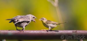 BD243-Common-Yellowthroat-with-juvenile-Brown-headed-Cowbird.jpg