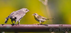 BD244-Common-Yellowthroat-with-juvenile-Brown-headed-Cowbird.jpg