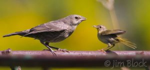 BD247-Common-Yellowthroat-with-juvenile-Brown-headed-Cowbird.jpg