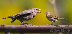 BD248-Common-Yellowthroat-with-juvenile-Brown-headed-Cowbird.jpg