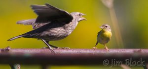 BD249-Common-Yellowthroat-with-juvenile-Brown-headed-Cowbird.jpg
