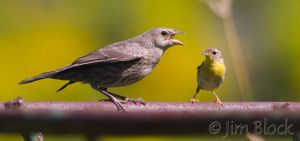 BD251-Common-Yellowthroat-with-juvenile-Brown-headed-Cowbird.jpg