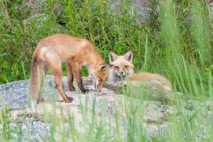 DJ402--Pair-of-Foxes-on-Large-Rock.jpg
