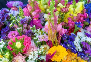 01--DL230-DoF-flowers-.jpg