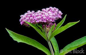 03--DL060,1--Milkweed-at-Knights-Measow-Marsh-.jpg