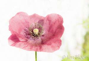 05--DJ727-Poppy-with-two-Clarities.jpg