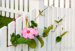 06--DL135I,J-White-Fence-and-Pink--Flower---Pan-(2).jpg