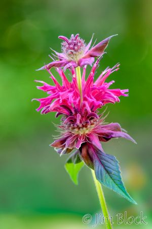 11--DJ759-Bee-Balm-at-BL.jpg
