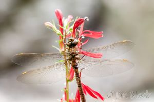 50--DL095.jpg