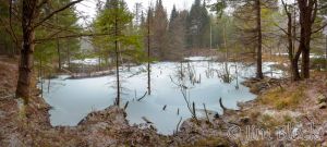 DN897-Lower-Beaver-Pond-on-Moose-Moutain.jpg