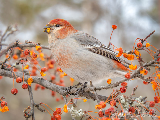Pine Grosbeaks in New London Jim Block Photography
