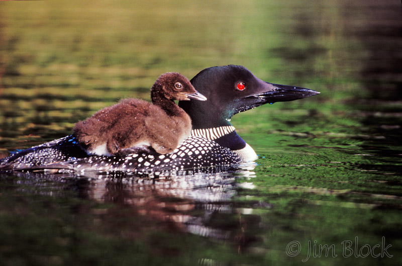 Loons of the Swan Valley - Montana's Watchable Wildlife