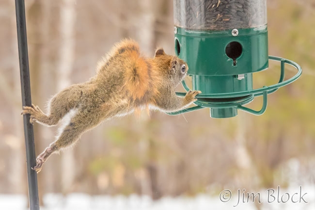 Red Squirrel Spinning Again