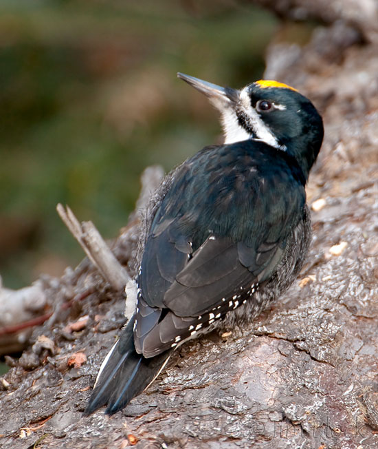 CX438C Black-backed Woodpecker on downed tree