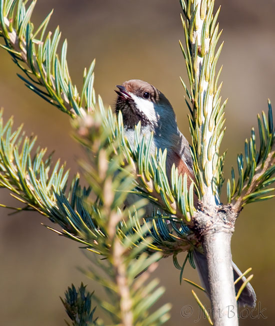 CX443C Boreal Chickadee