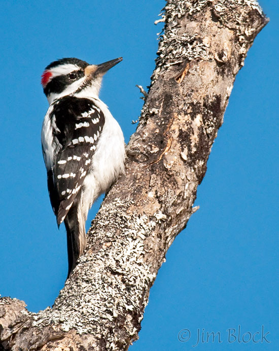 CX456C Hairy Woodpecker