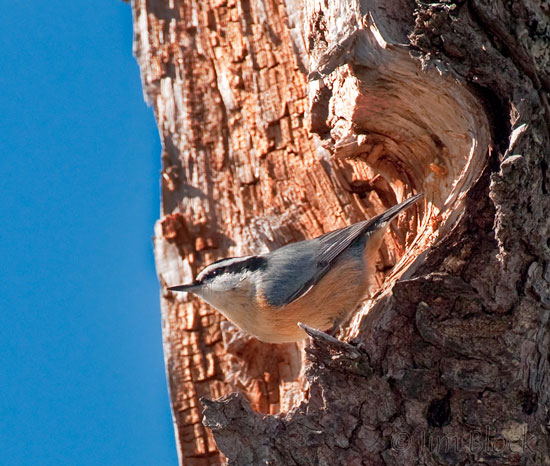CX460B Red-breasted Nuthatch