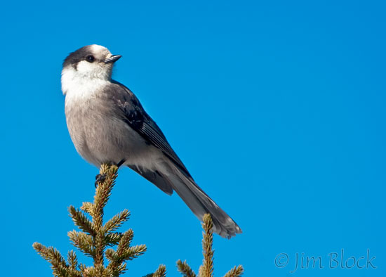 CX469C Gray Jay