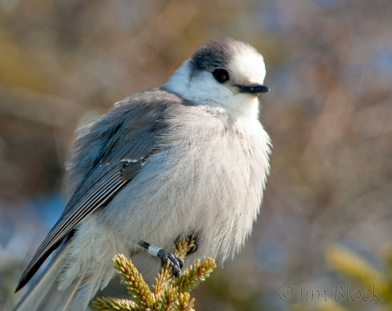 CX471A Gray Jay