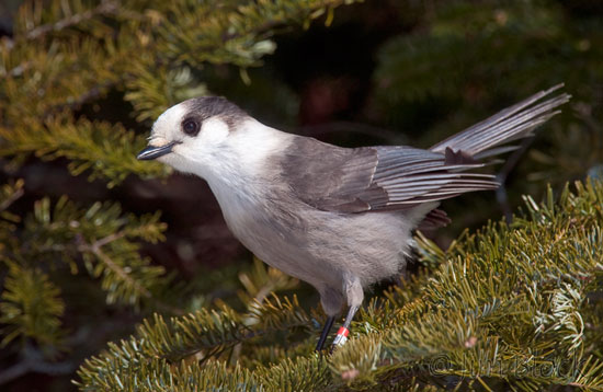 CX478B Gray Jay