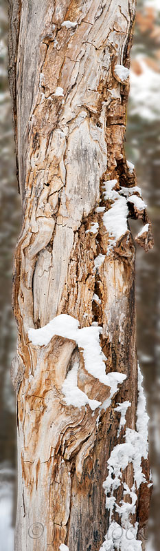 DC934--Patterns-in-Dead-Tree--Pan-(7)