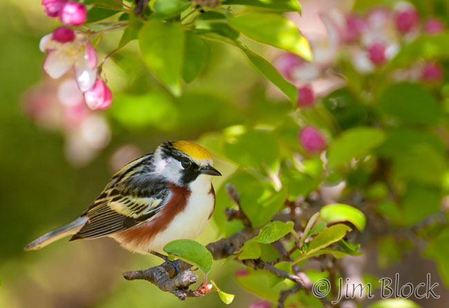 Chestnut-sided Warbler