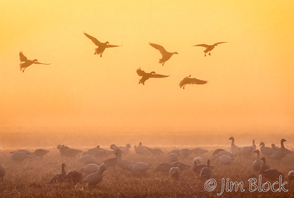 CR4-18s-SNOW-GEESE-IN-FOG-clean