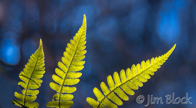 DP267C-Backlit-Polypodies