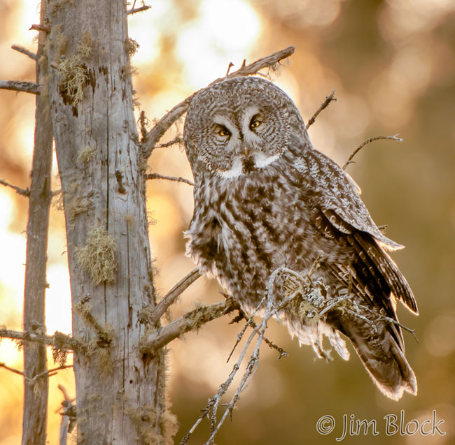 Great Gray Owl